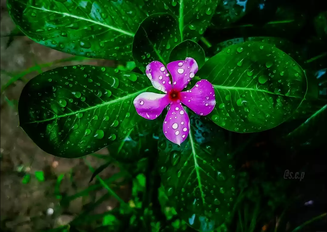 Photo of Madagascar Periwinkl