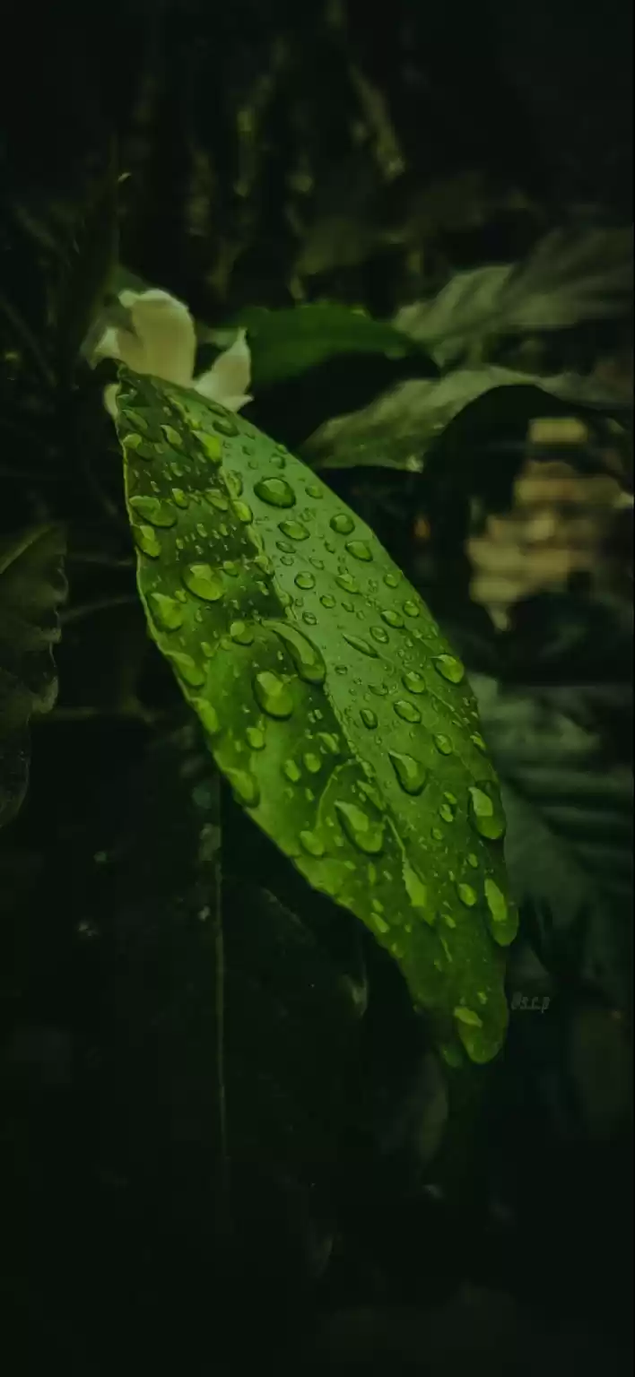Photo of Fresh raindrops on t