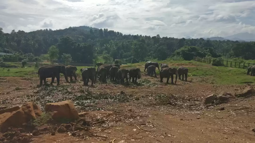 Photo of The Island Neighbor,