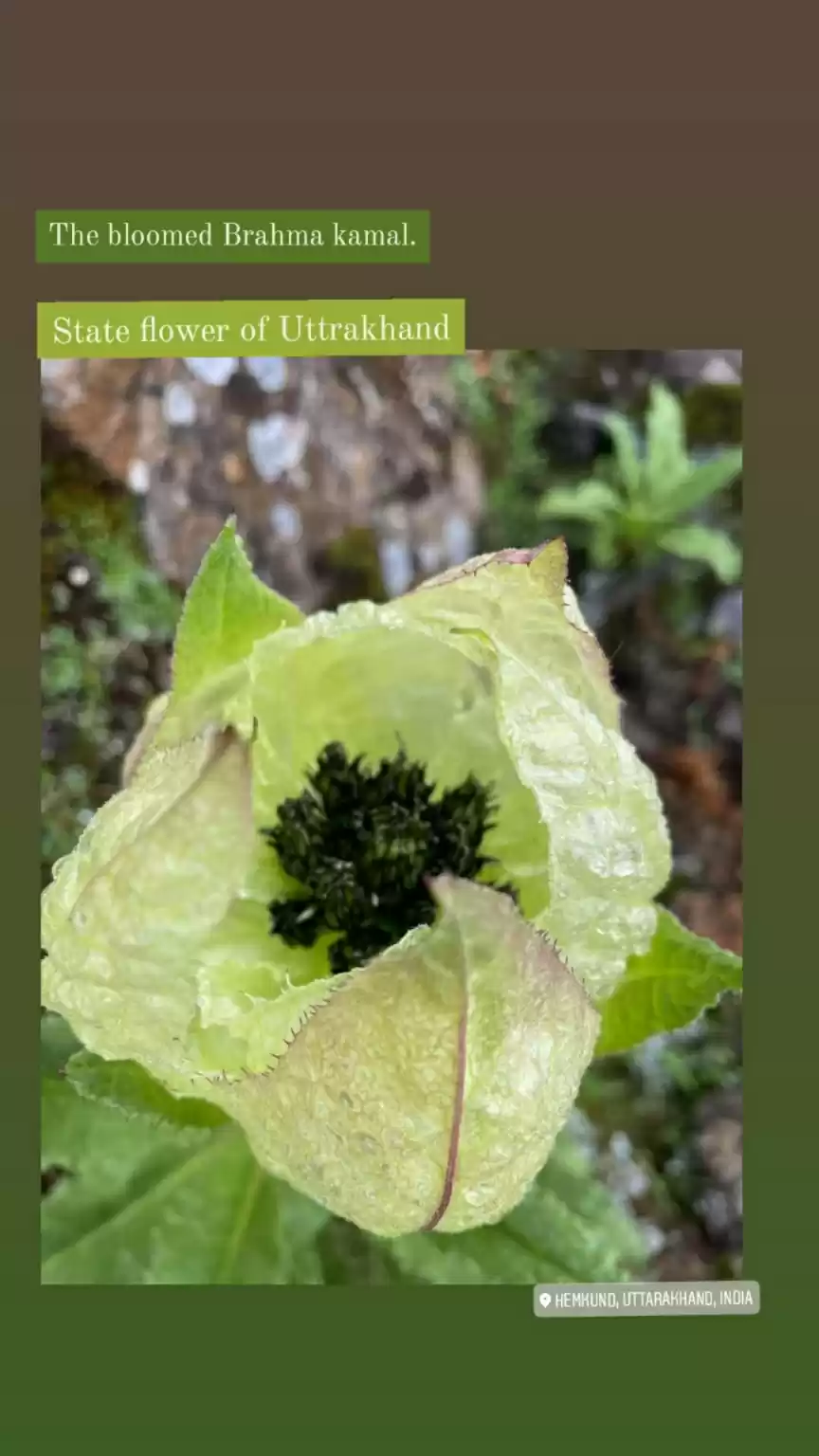 Photo of Brahma kamal