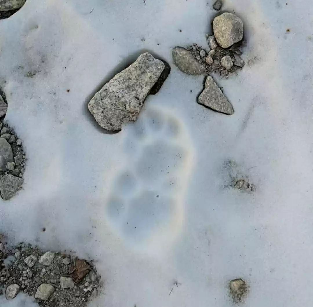 Photo of Leopord foot mark