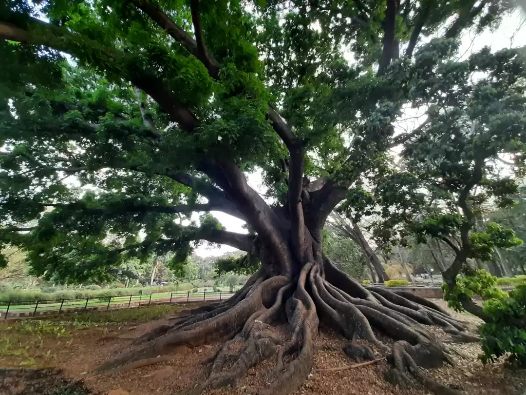 Photo of Lal Bagh Botanical G