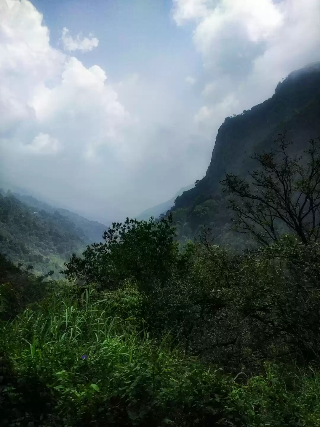 Photo of beauty of Nilgiri hi