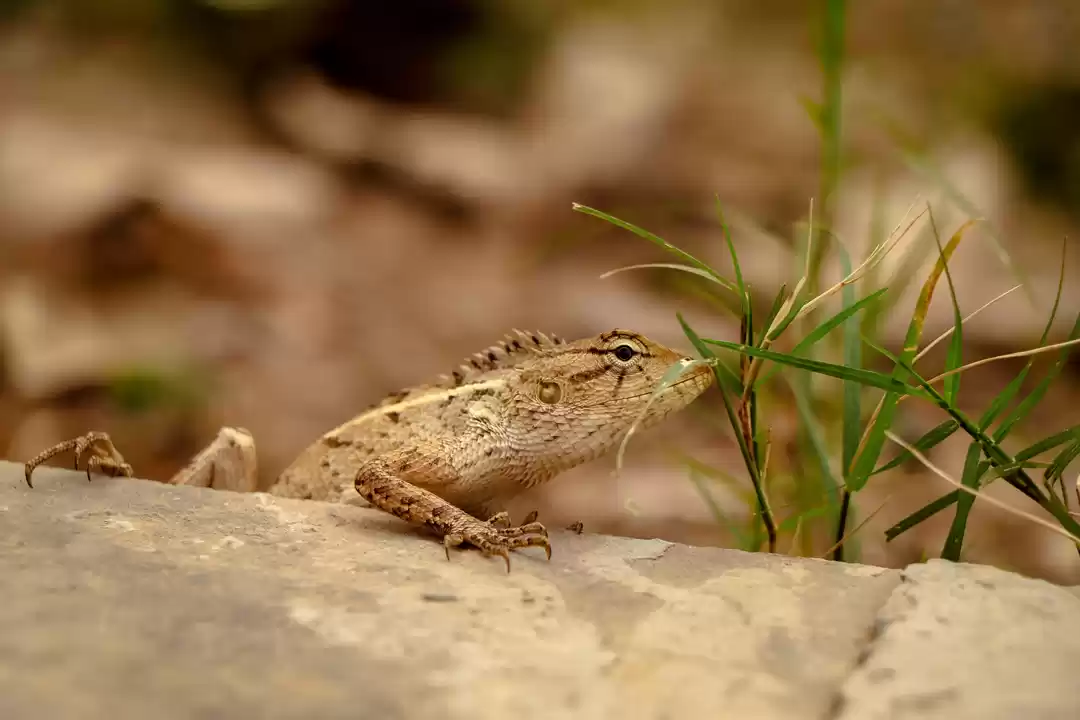 Photo of Chameleon - With the