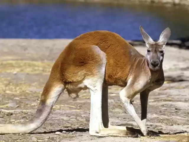 Photo of Videos of Kangaroos