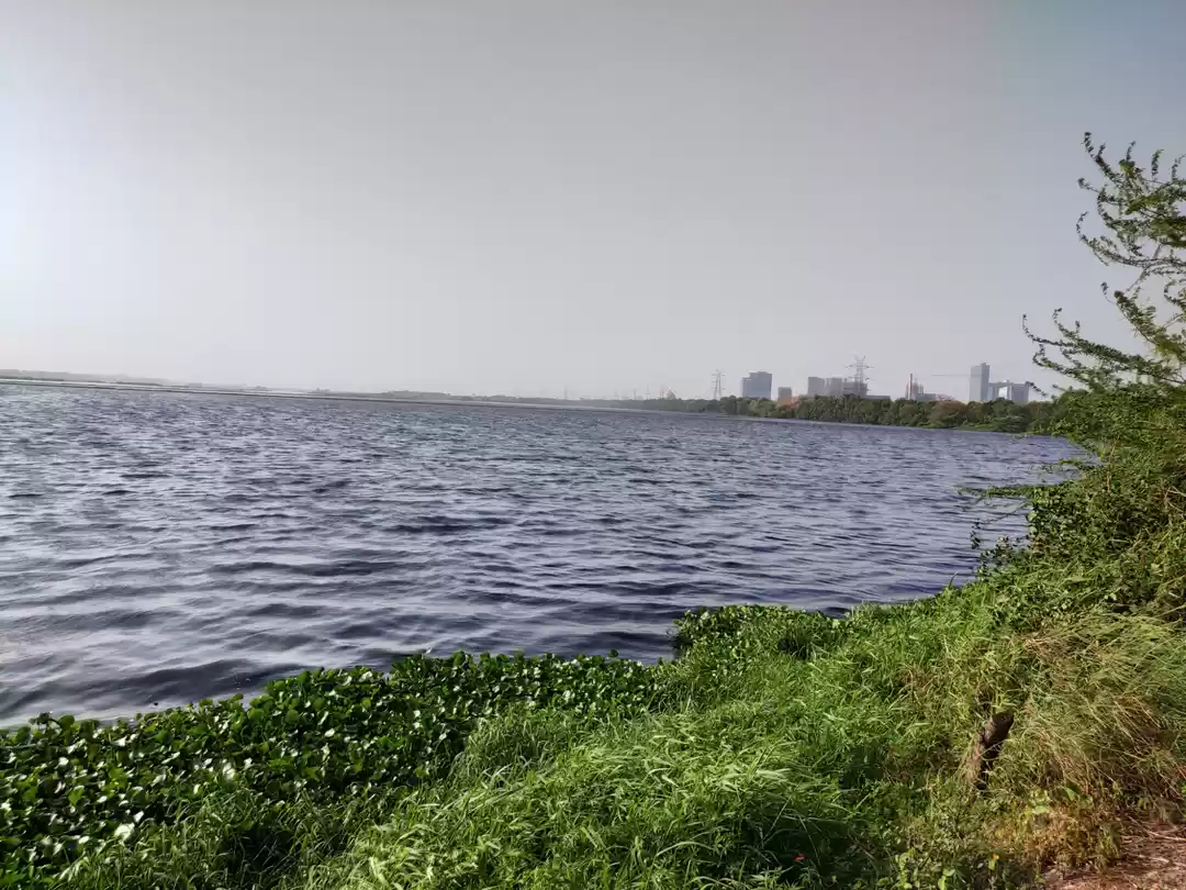 Photo of Okhla bird century 