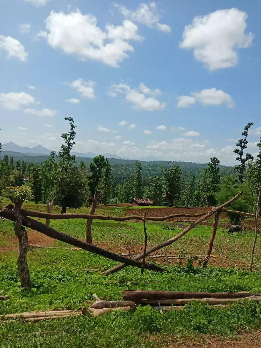Photo of Dag forest hill amiz