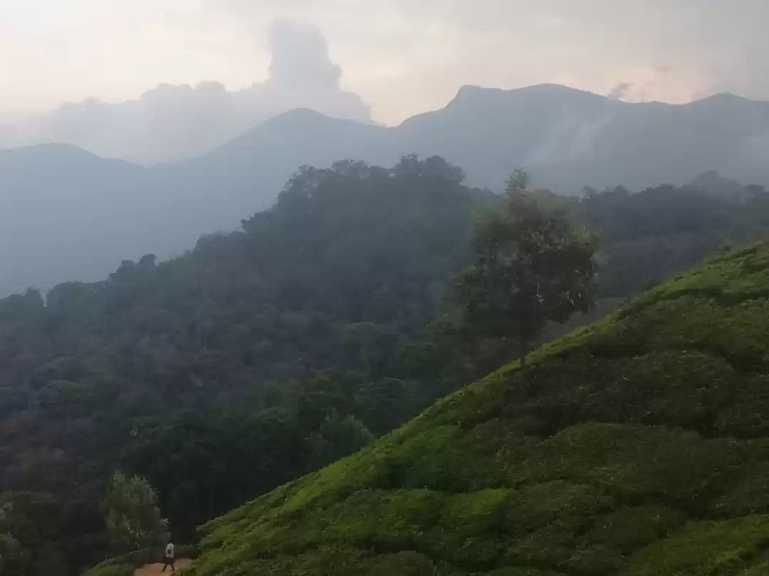 Photo of Trip to Munnar and A