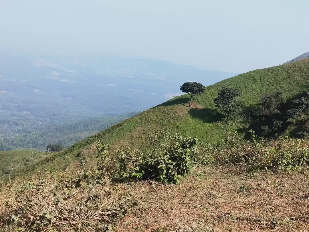 Photo of Chikmaglur - Coffee 