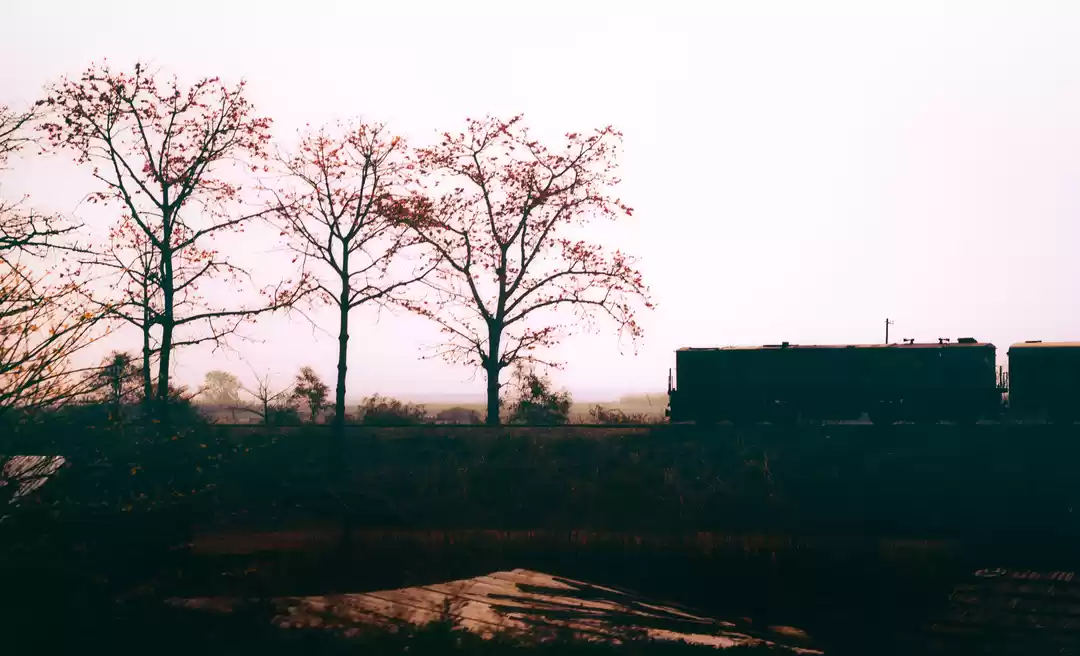 Photo of Spring's Whispers: A