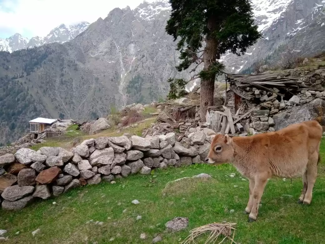 Photo of Barang 2 Kamru/Sangl