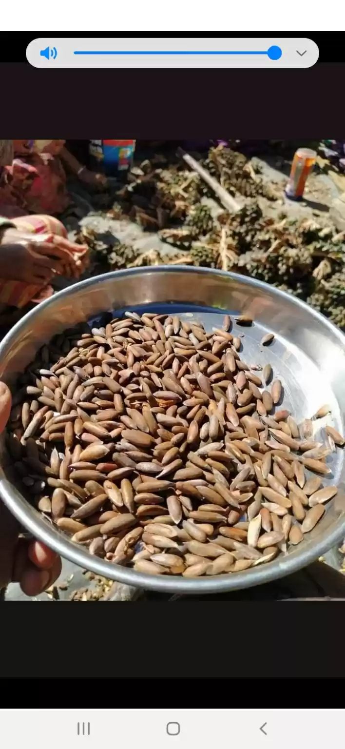 Photo of Pine nut harvesting 