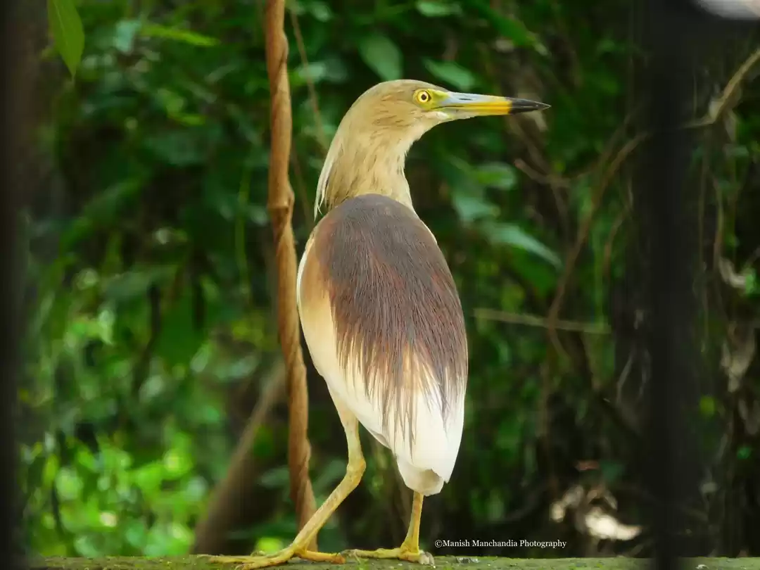 Photo of Pond Heron Photograp
