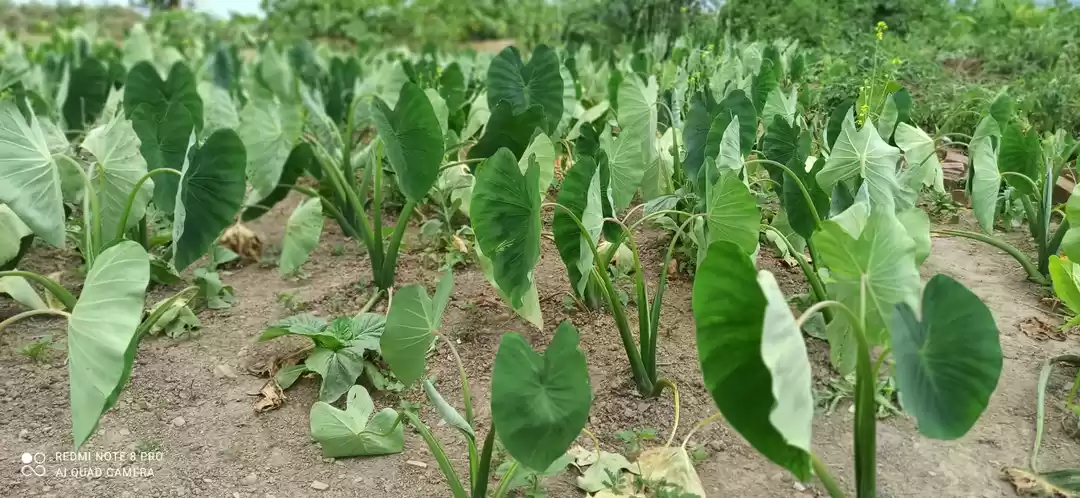 Photo of Agriculture