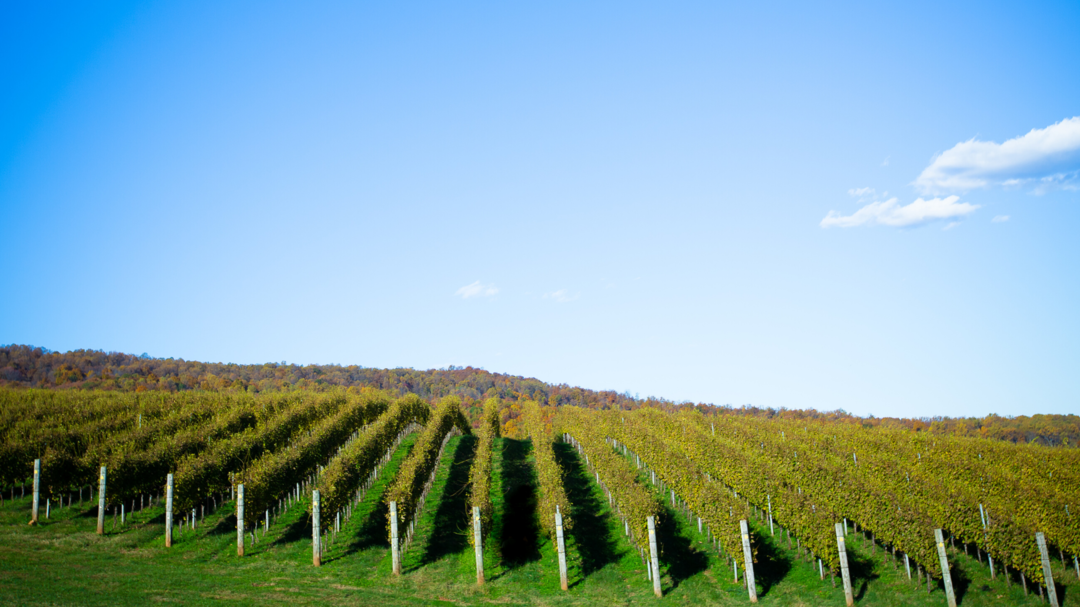 Photo of Travel The Wine Trai