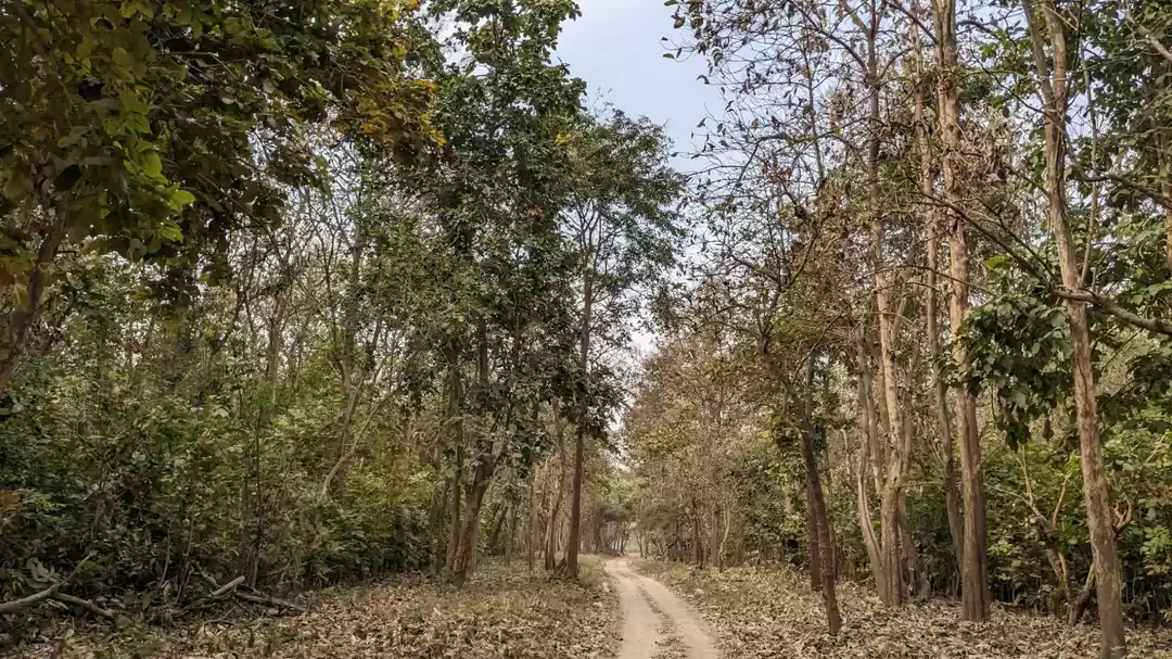 Photo of Rajaji National Park