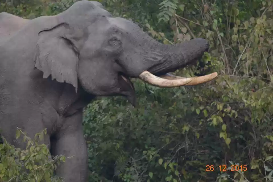 Photo of The Elephant Trail a