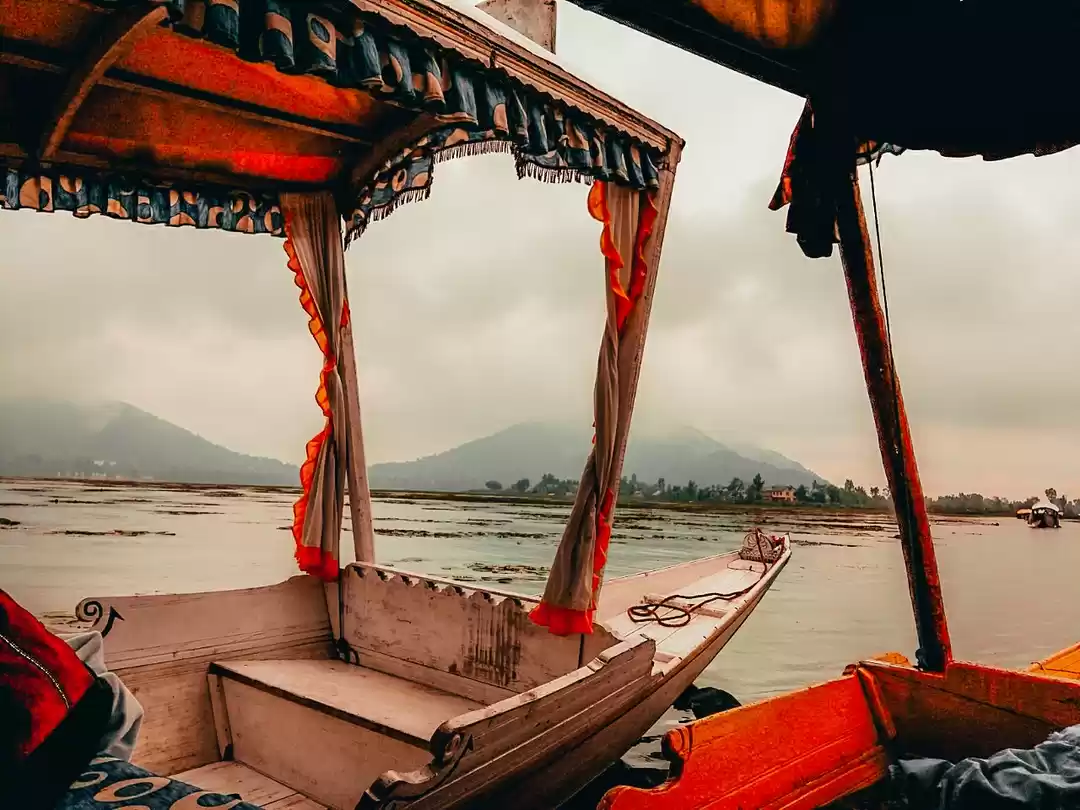 Photo of Admiring Kashmir bea