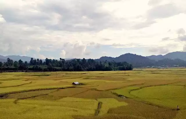 Photo of Ziro Festival of Mus