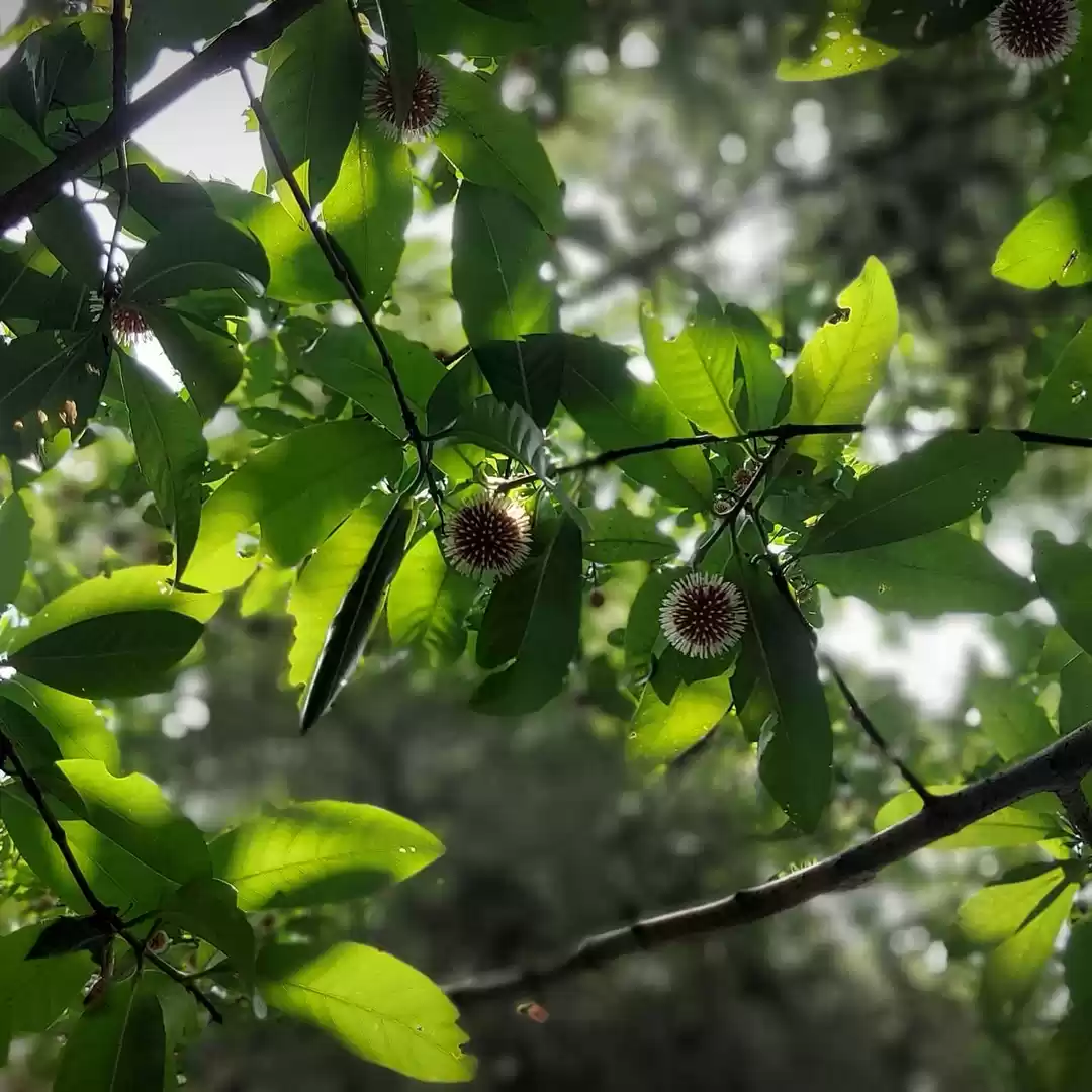 Photo of On the banks of peri