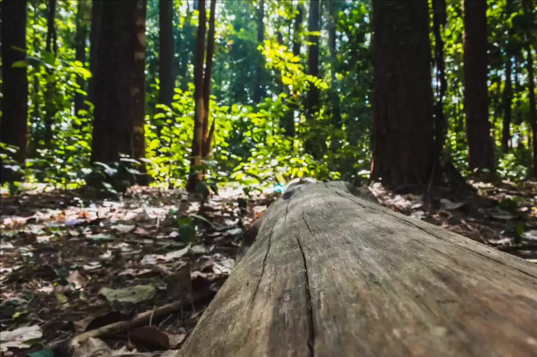 Photo of Walking tour 