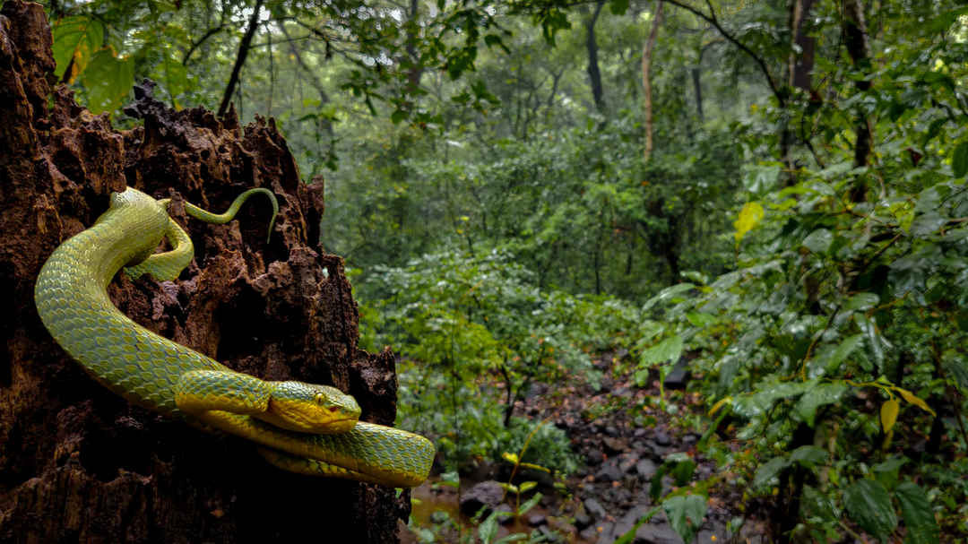 Amboli Ghat Macro Photography Tour August 2024