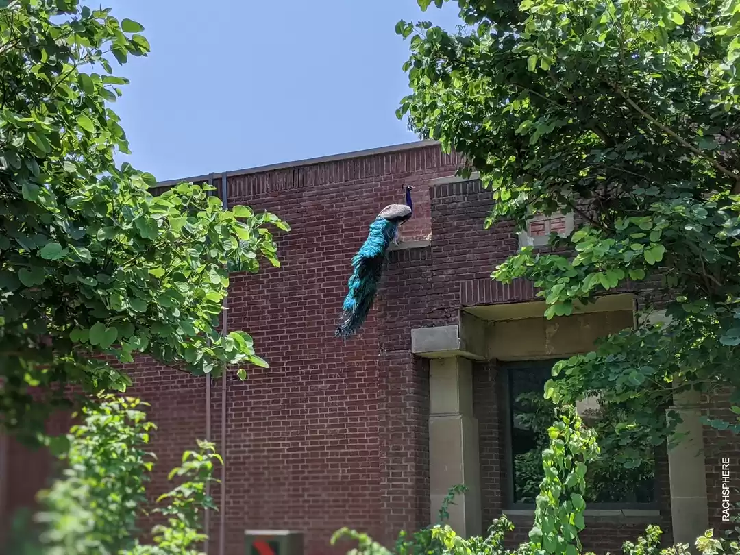 Photo of Jaipur: StayCation: