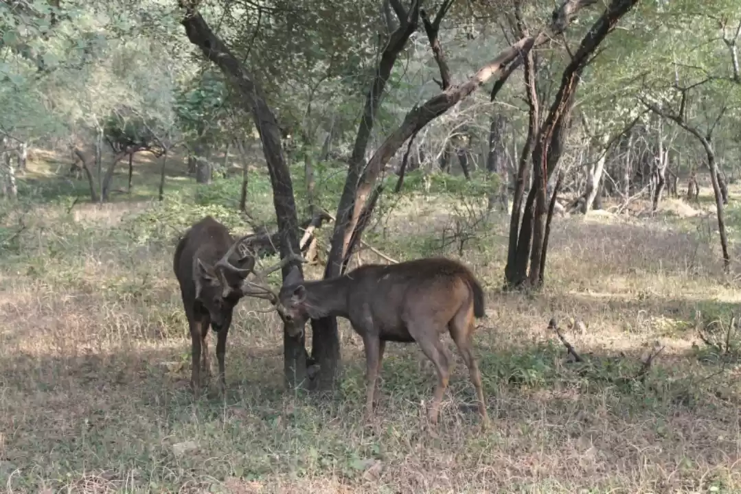 Photo of No luck with Big cat