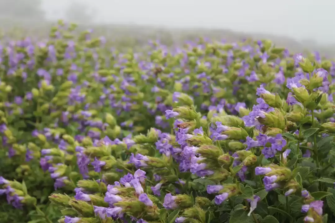 Photo of Valley of flowers - 