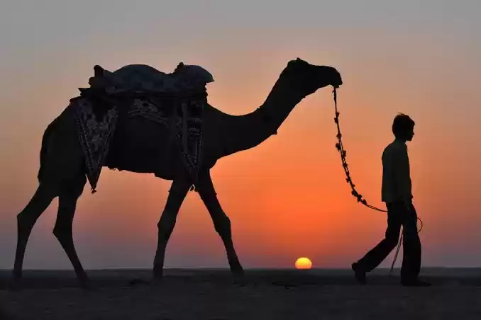 Photo of Desert camel safari.