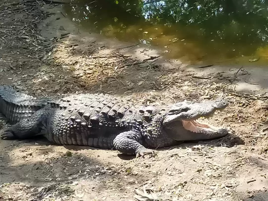 Photo of Crocodile Park