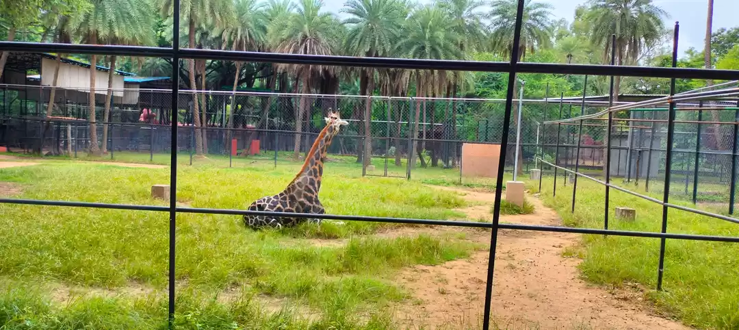 Photo of Nehru Zoological Par