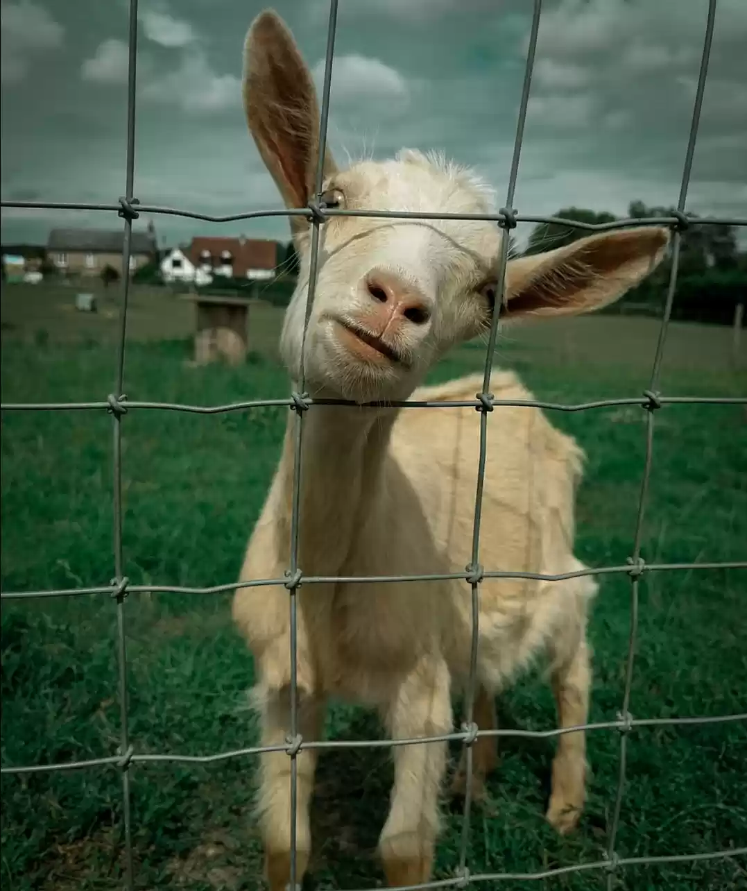 Photo of The United kingdom f