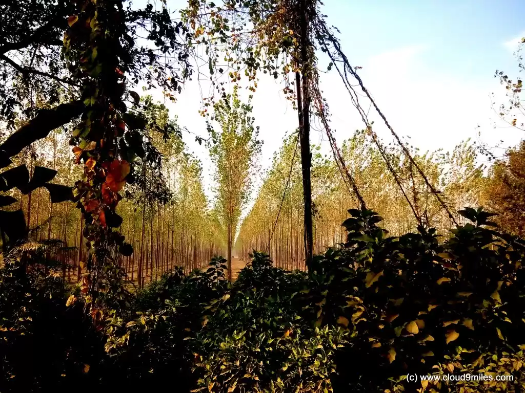 Photo of A diary on Dharchula