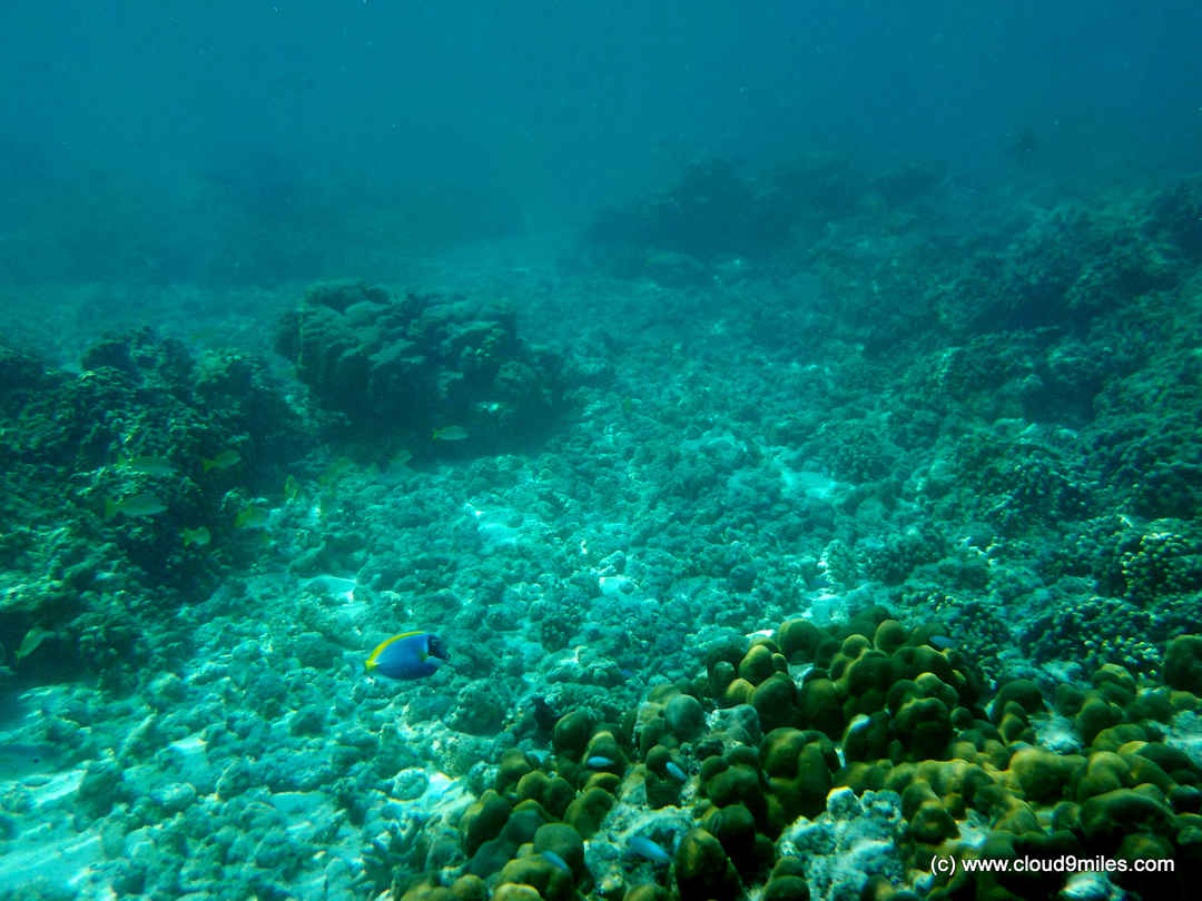 Scuba Diving Lakshadweep Tripoto Including ship packages, resort operation, holiday homes, beach tents, sport fishing, scuba diving and water sports activities.etc.