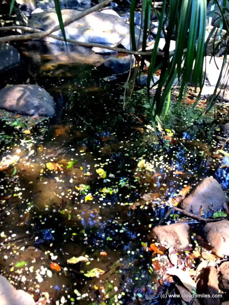 Photo of Dudhsagar Falls - Cl