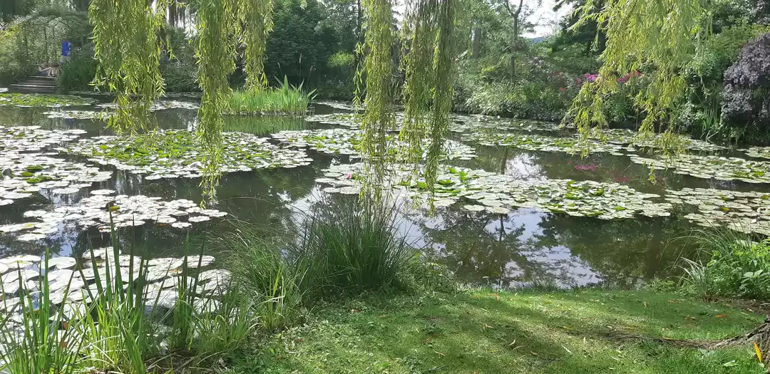 Photo of A house and garden f