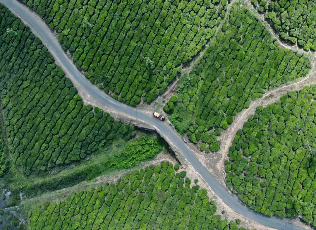 Photo of Lost in the greenery