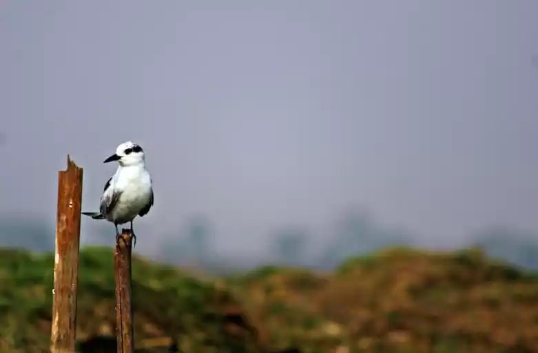 Photo of Manglajodi wetlands