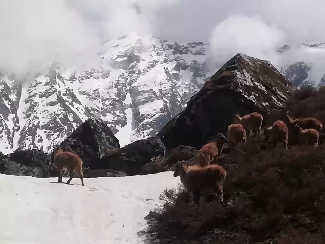 Photo of Himalayan Adventure 