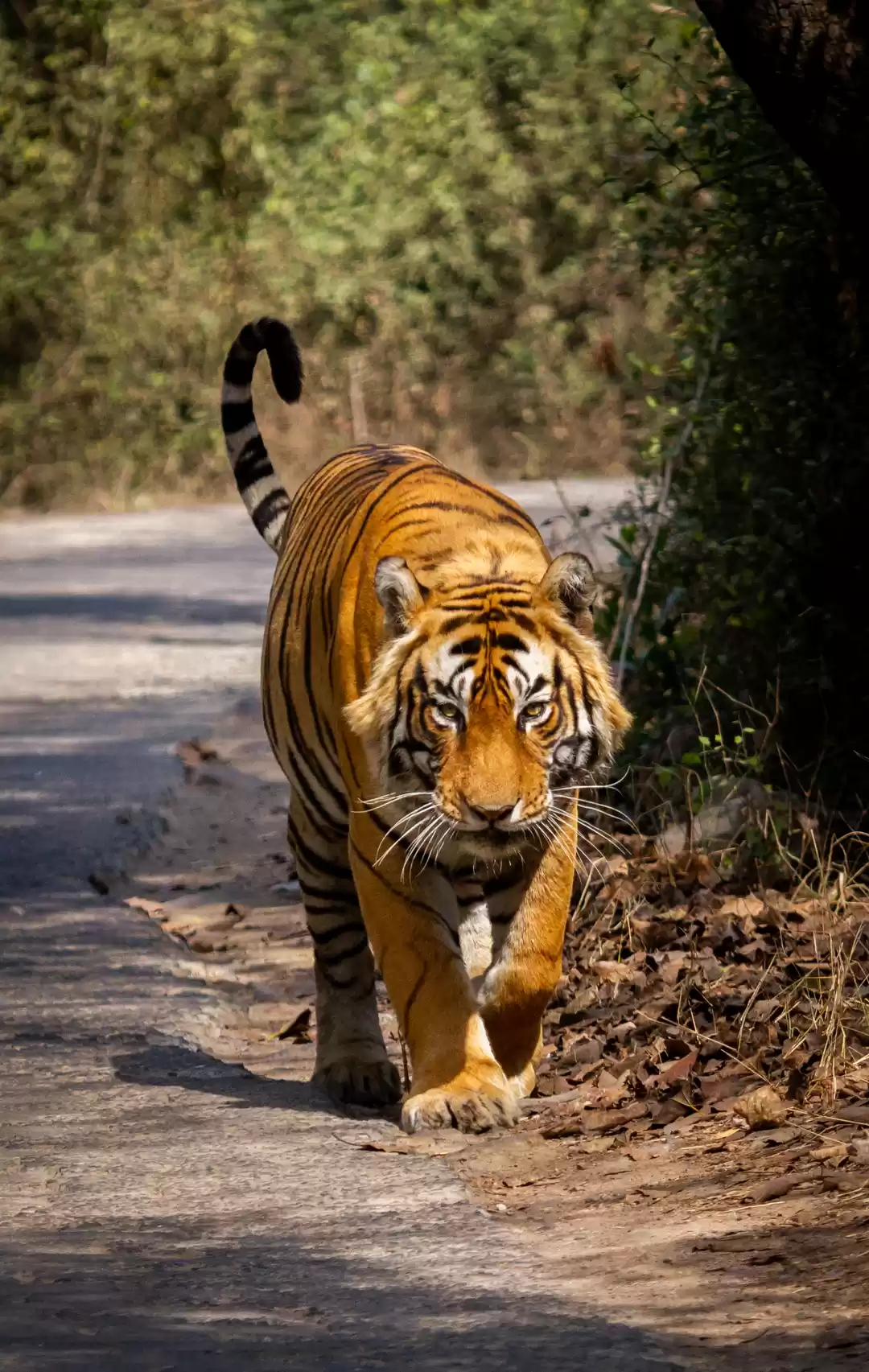 Photo of Ranthambhore : Where