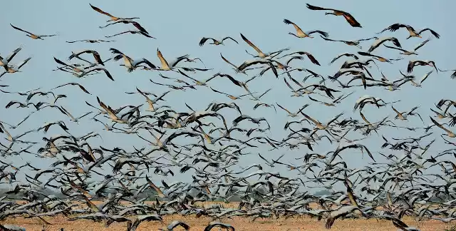 Photo of Migrating Birds Home