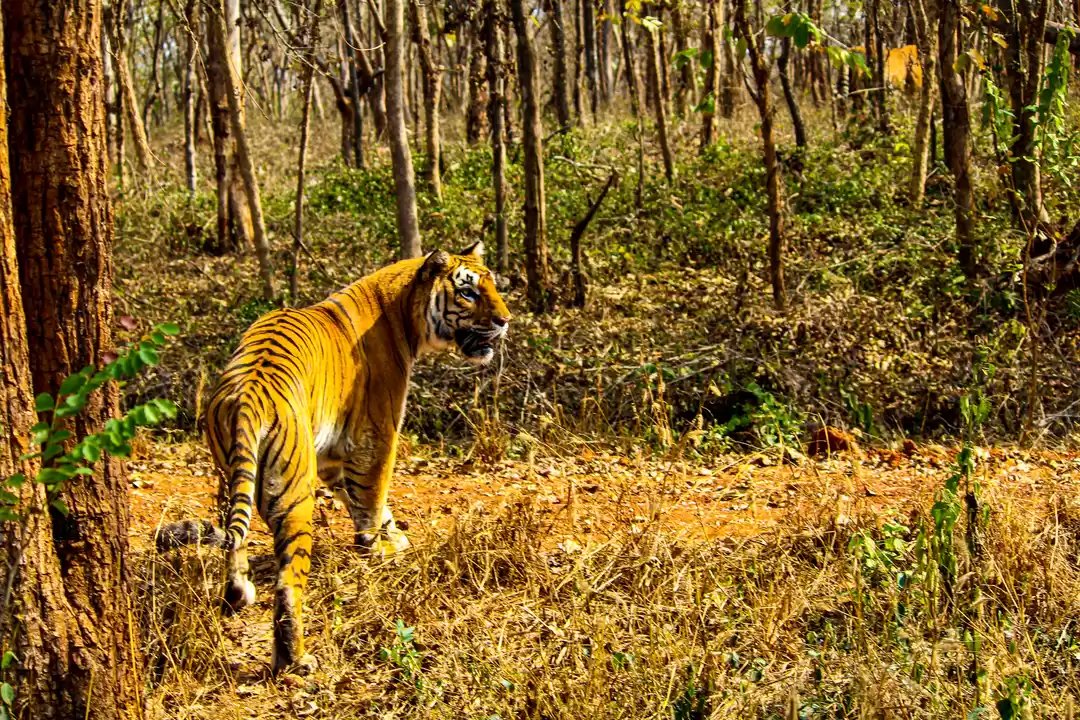 Tiger Reserves In India 2023, List(Updated), Map, Schemes, Objectives -  PWOnlyIAS