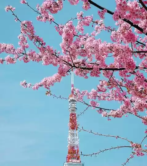 Photo of চেরি ফুলের মেলা সাজি