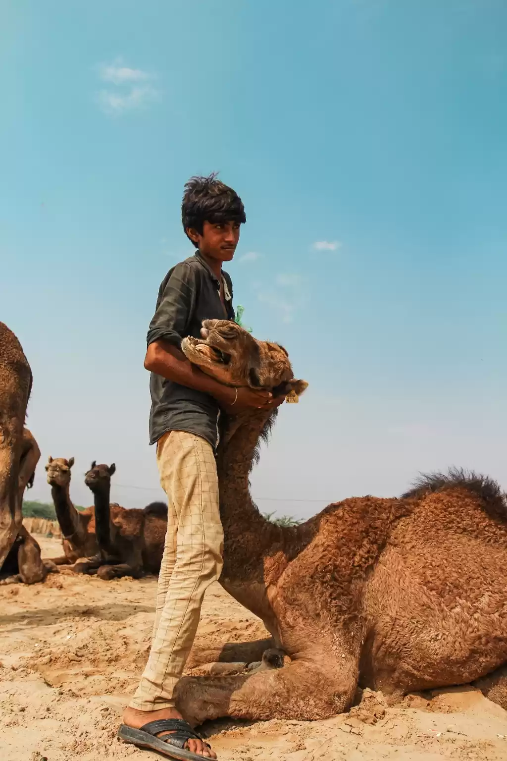 Photo of Camels love