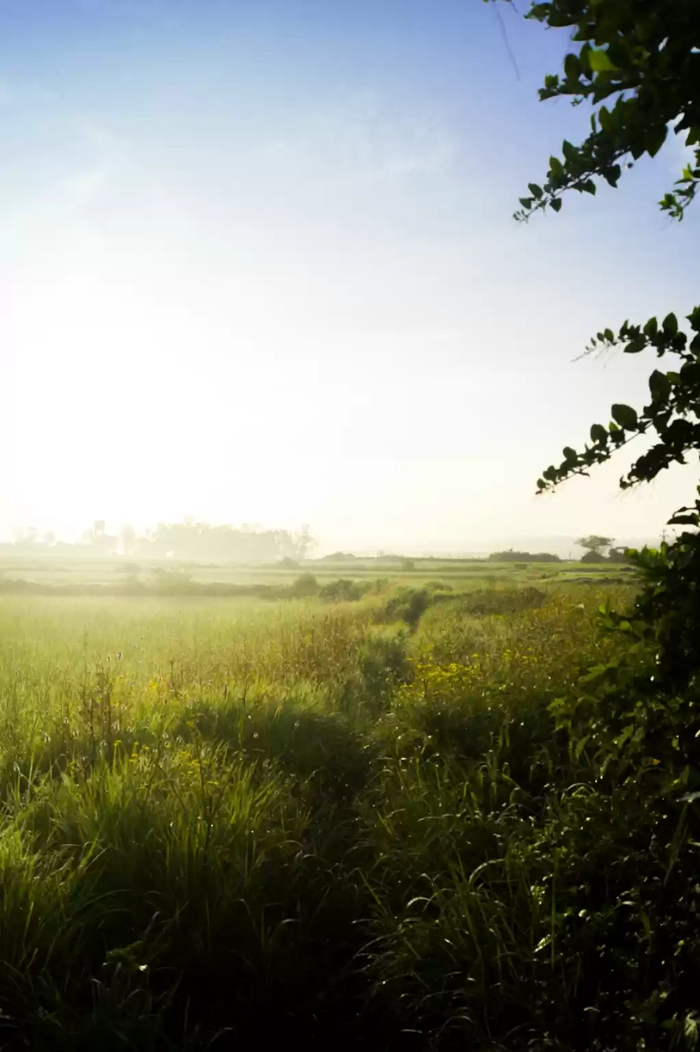 Photo of Bhimashankar road tr