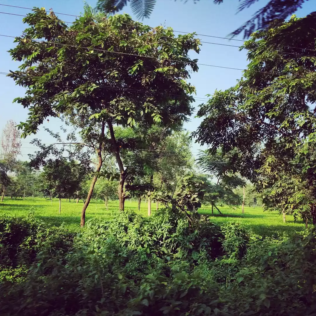 Photo of Darjeeling (Incredib