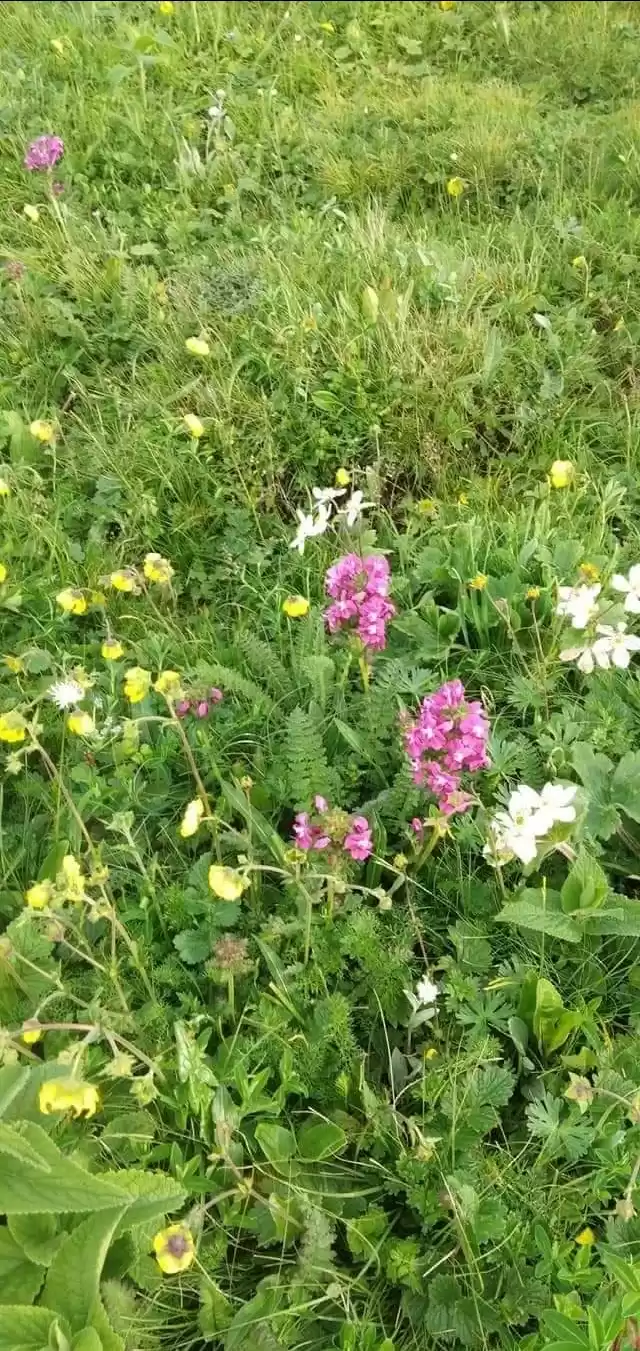 Photo of कमद सहस्त्रताल ट्रेक