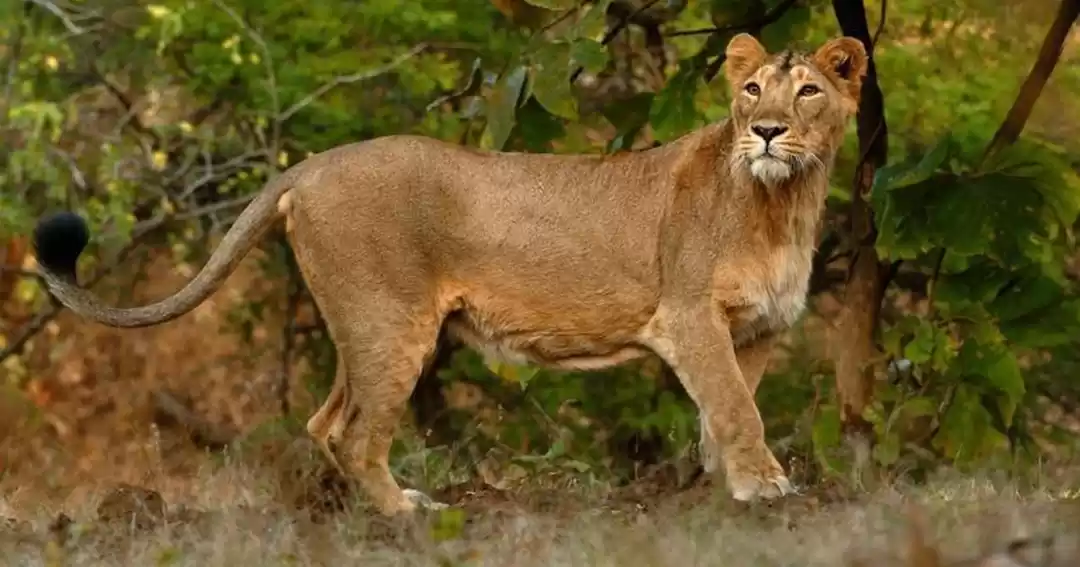 Photo of How do I Get to Gir