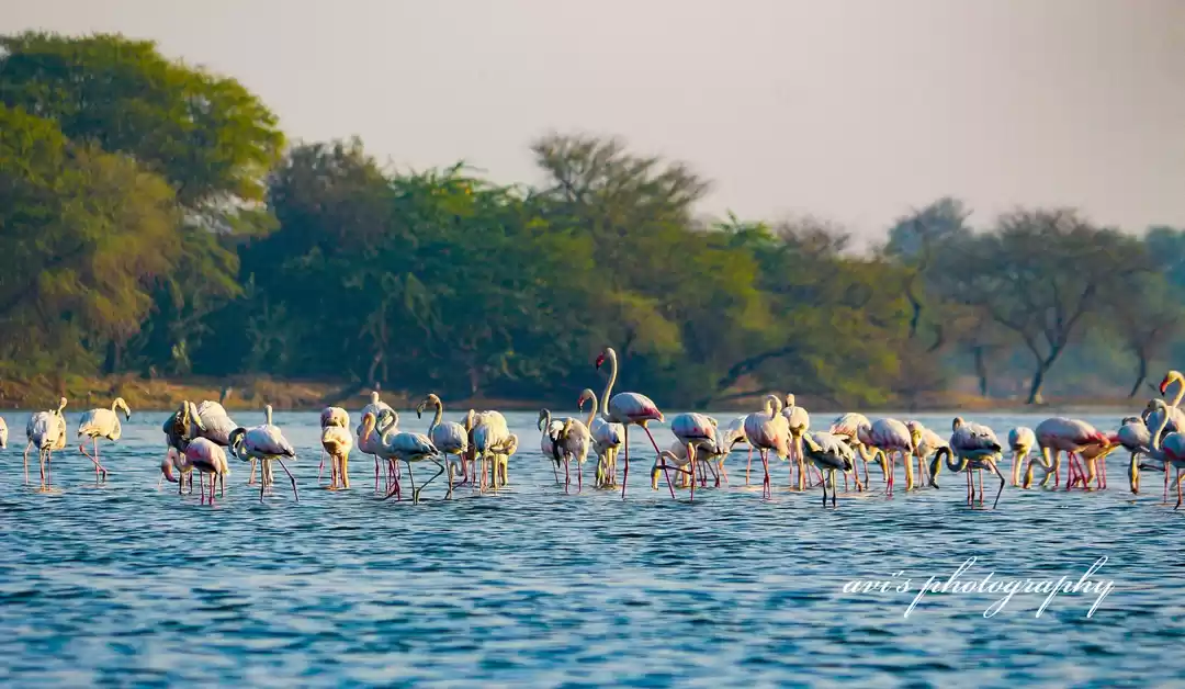 Photo of चांदलाई झील: जयपुर क